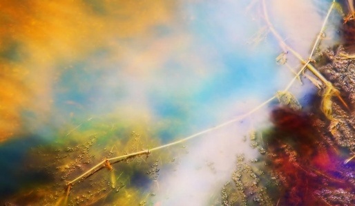 Magick� rostliny a drogy