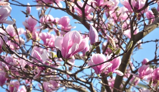 Magnolie - Magnalia officinalis