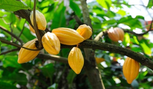 Cacao - pokrm boh�