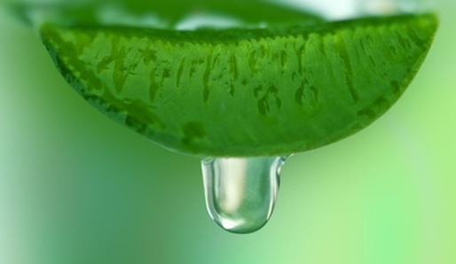 Aloe vera a echinacea